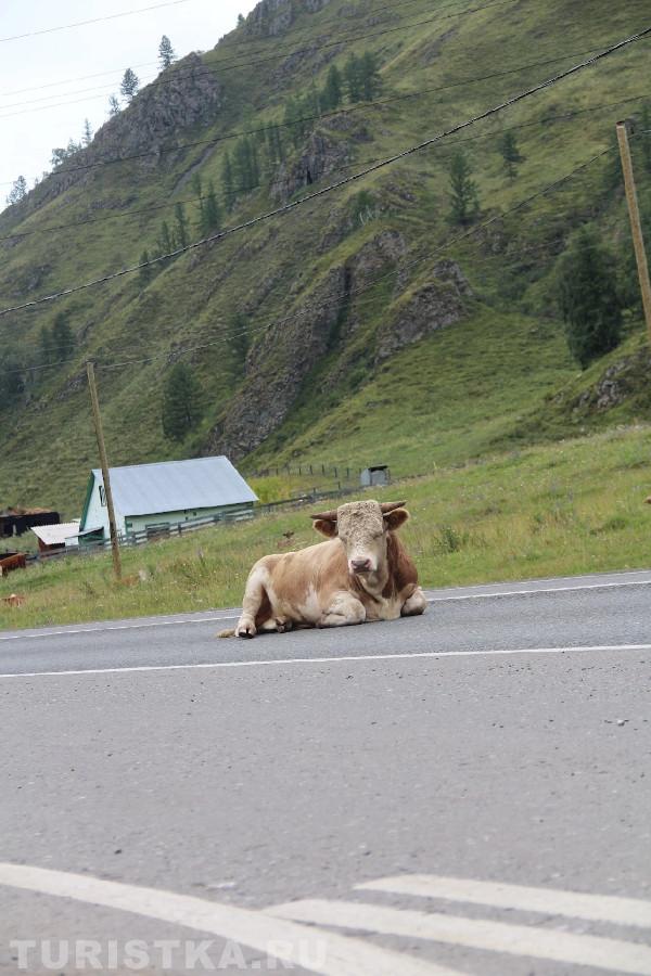 2. "Лайфхак от коровы, как тормознуть машину на Чуйском тракте." Село Шебалино перед заправкой.