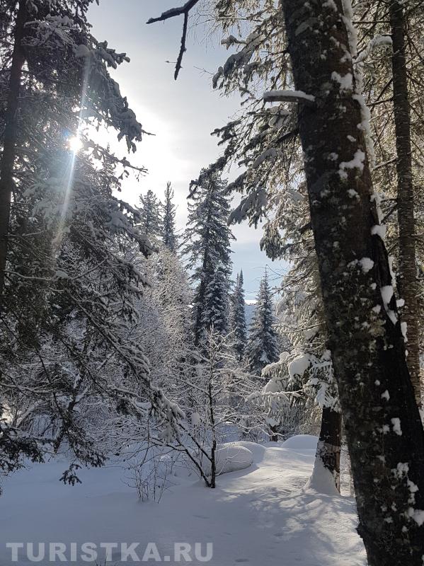 Тайга вдоль тропы Тевенек