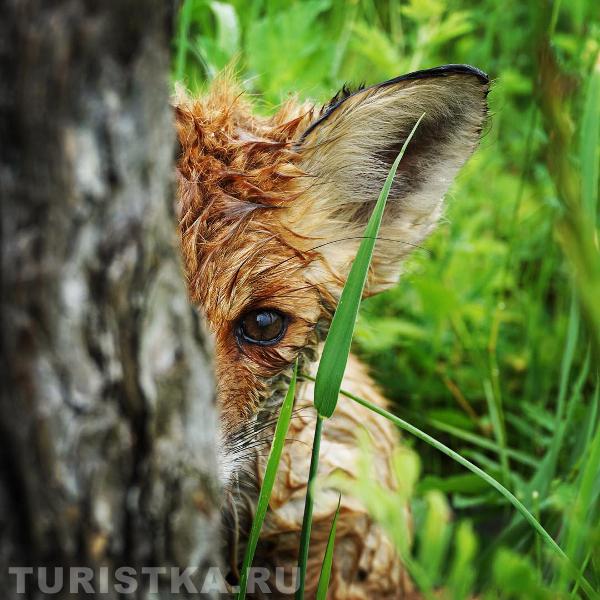 "Алтасенок" Фото Быстров С. 