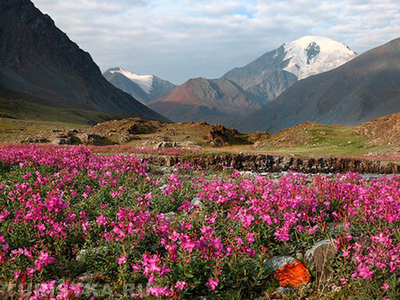Та же Джаниикту в цветах
