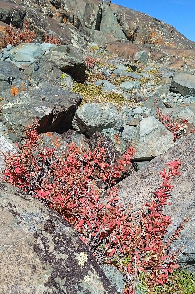 Растут колючки