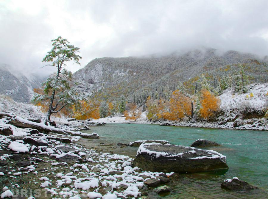 Красавица Чуя.