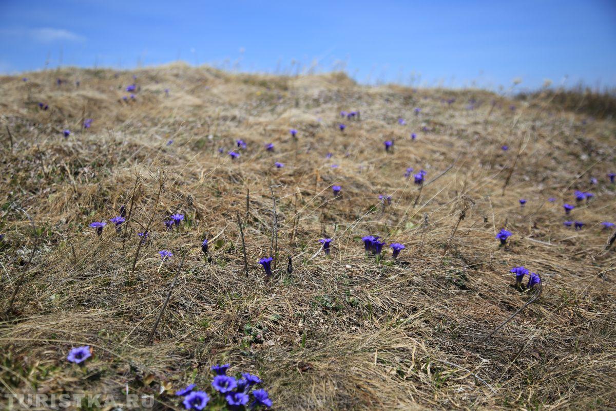 Горечавка Клузиуса