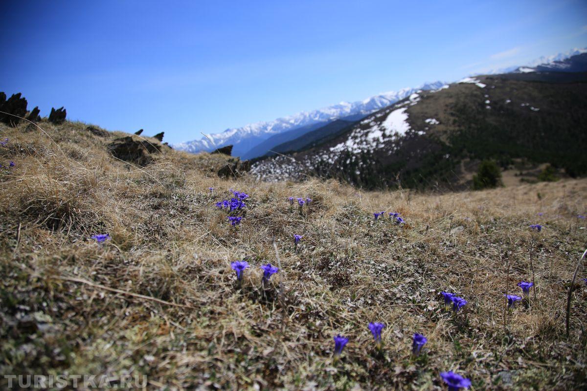 Горечавка Клузиуса