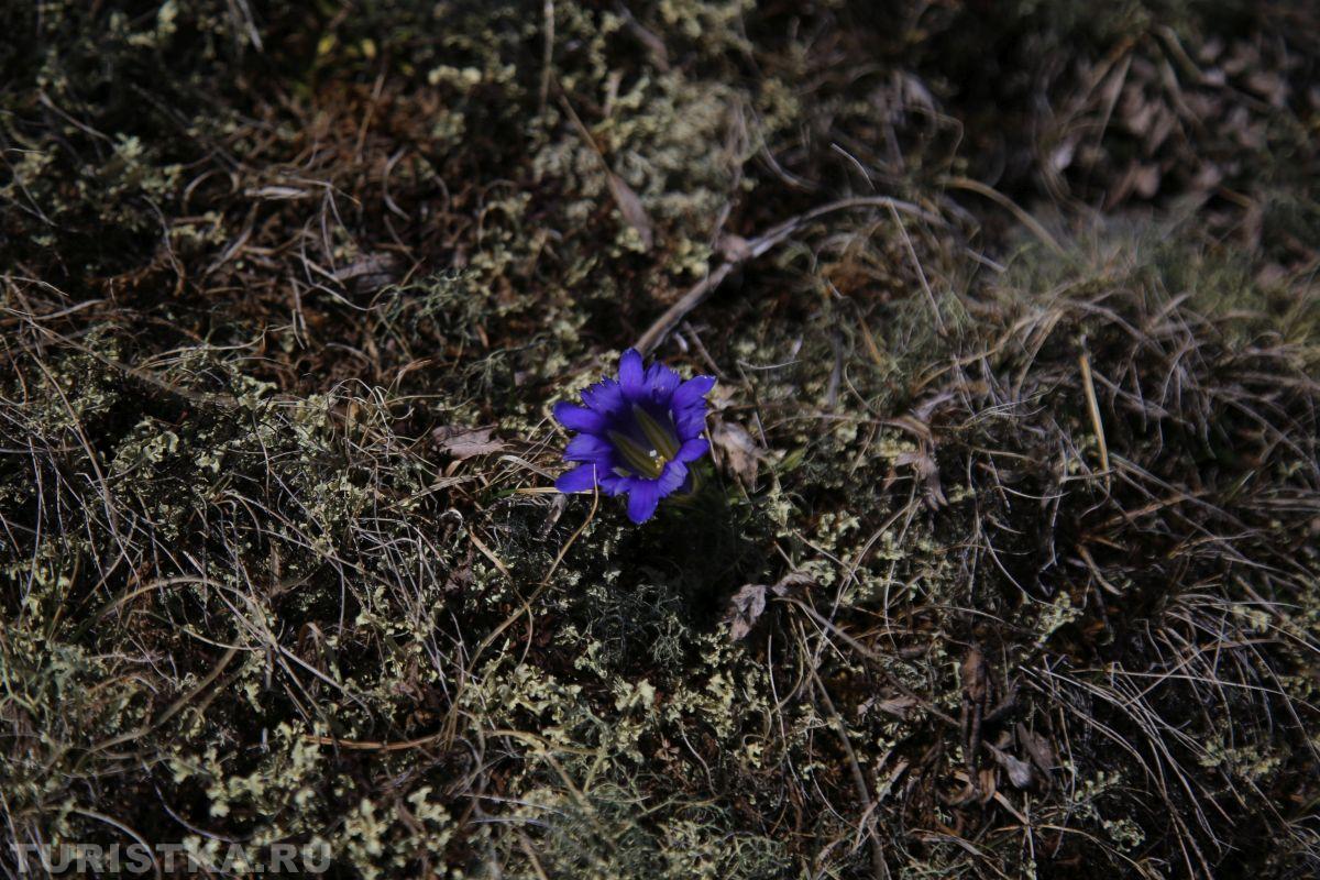 Горечавка Клузиуса