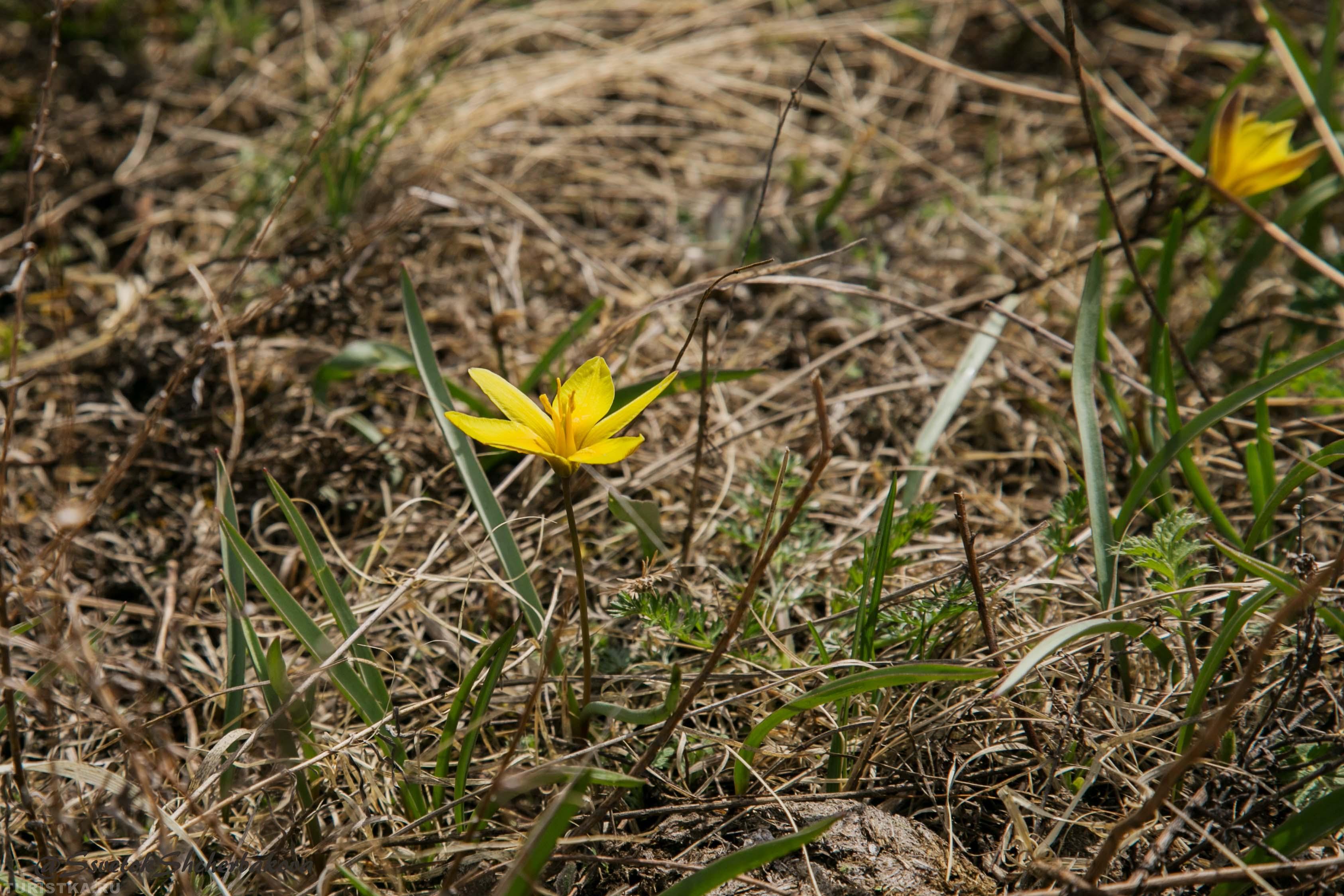 Гусиный лук на Алтае