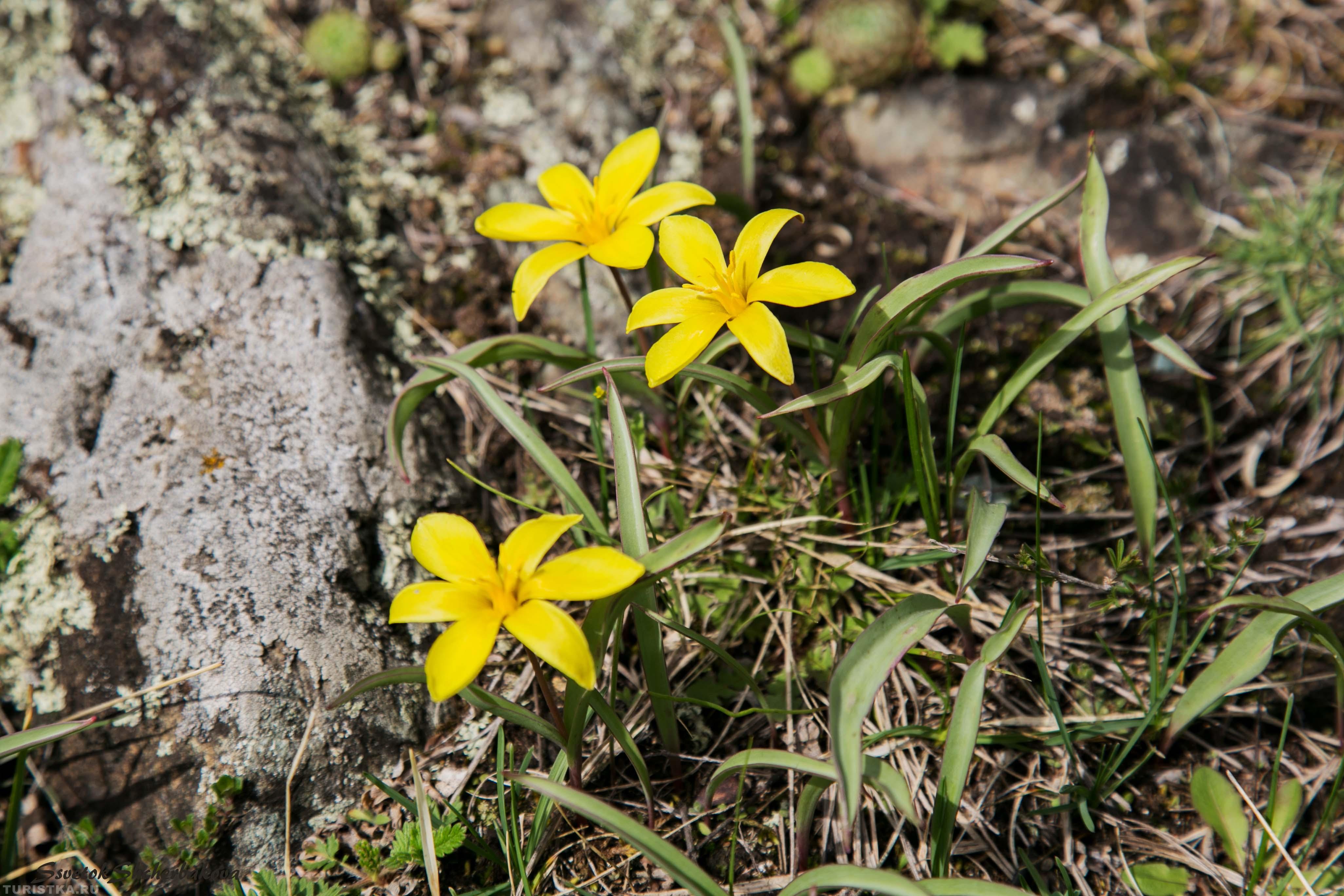 Гусиный лук на Алтае