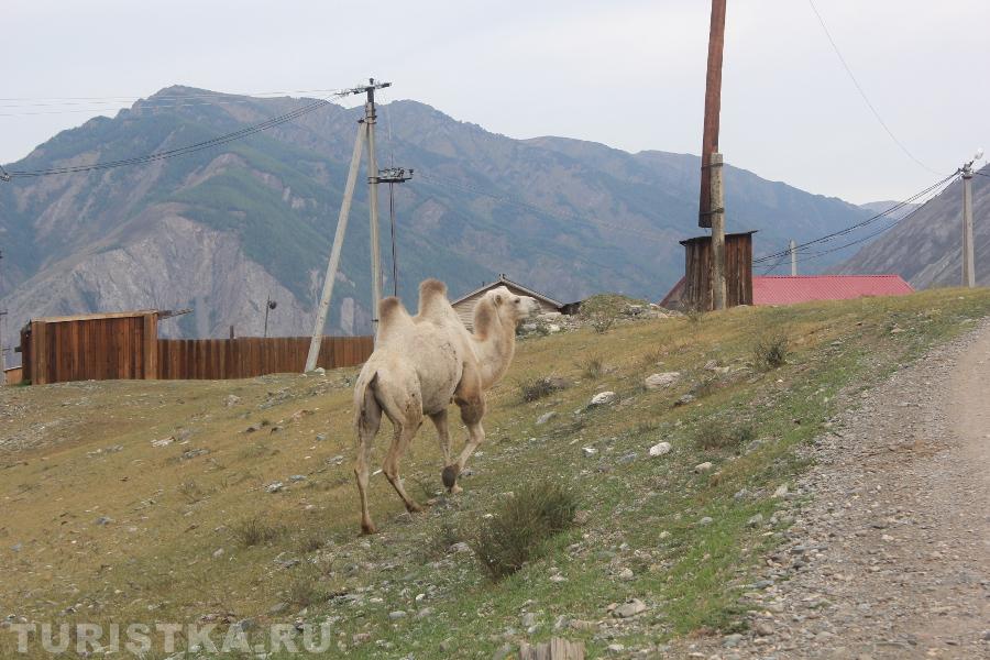 "Простые горные верблюды не любят фотографироваться"
