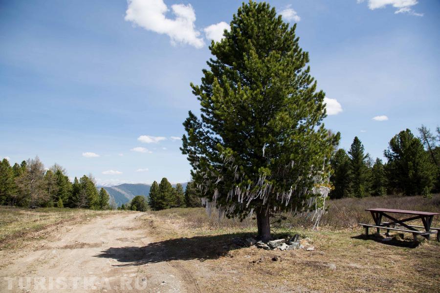 Перевал Ачик и священный кедр.
