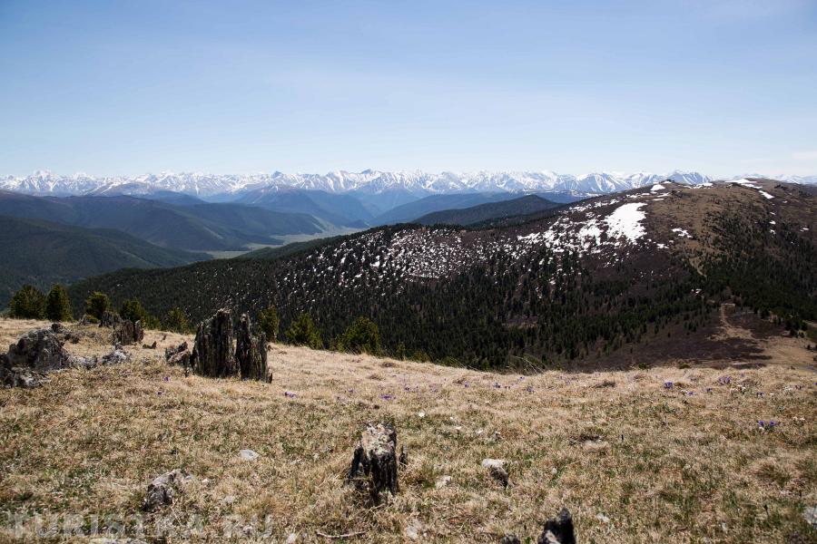 вид на Северо-Чуйский хребет
