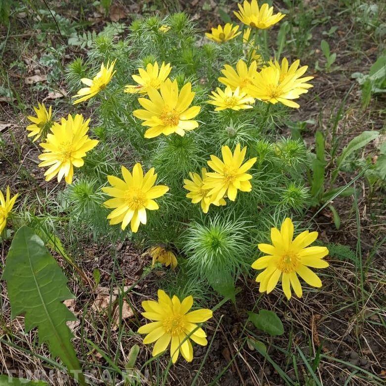 Горицвет (Адонис) на Алтае