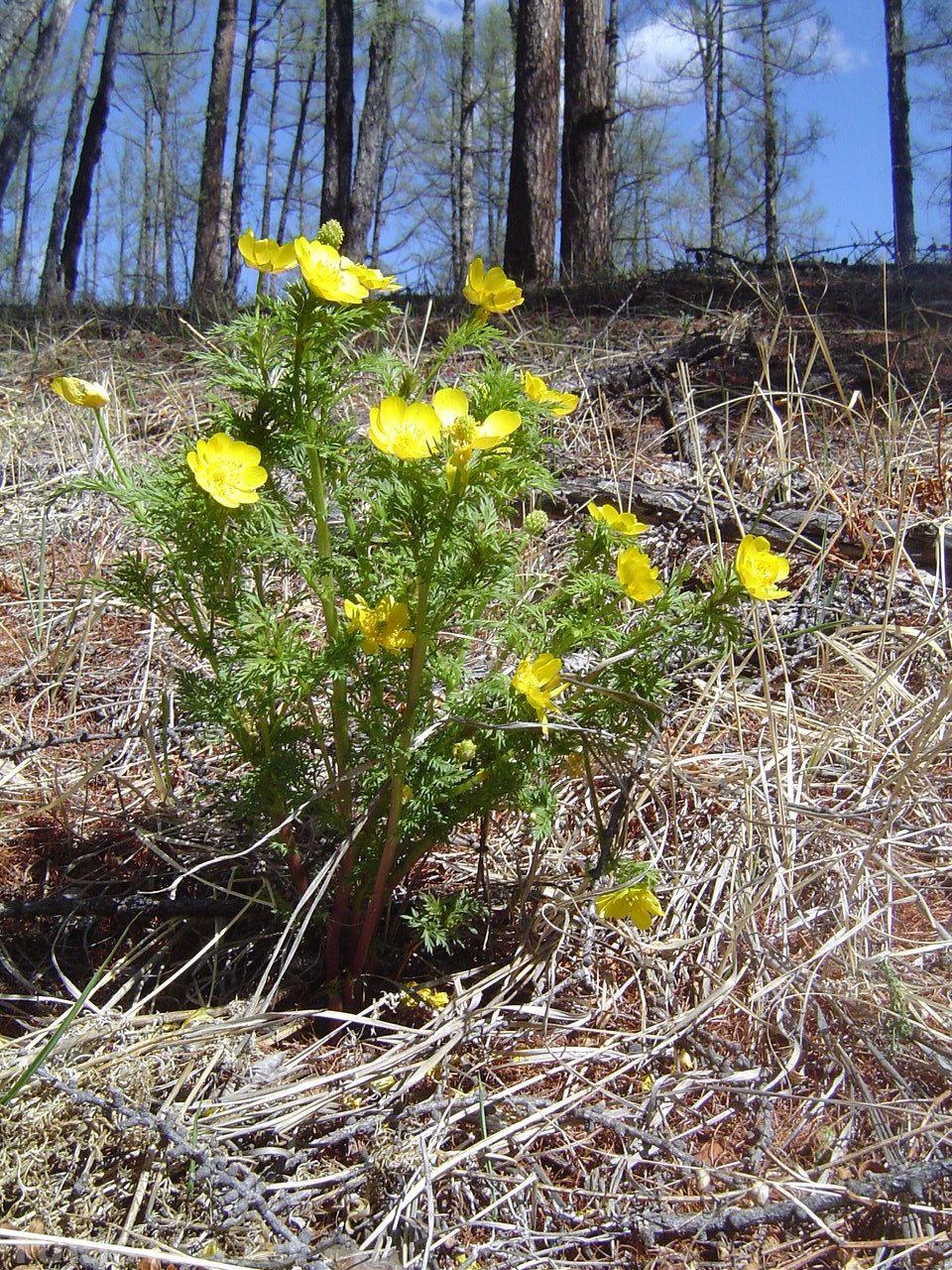 Горицвет (Адонис)