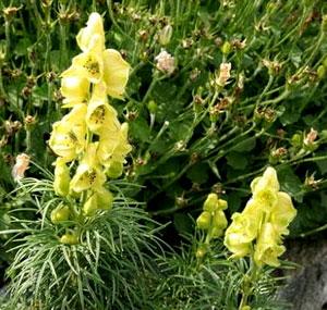 Борец противоядный