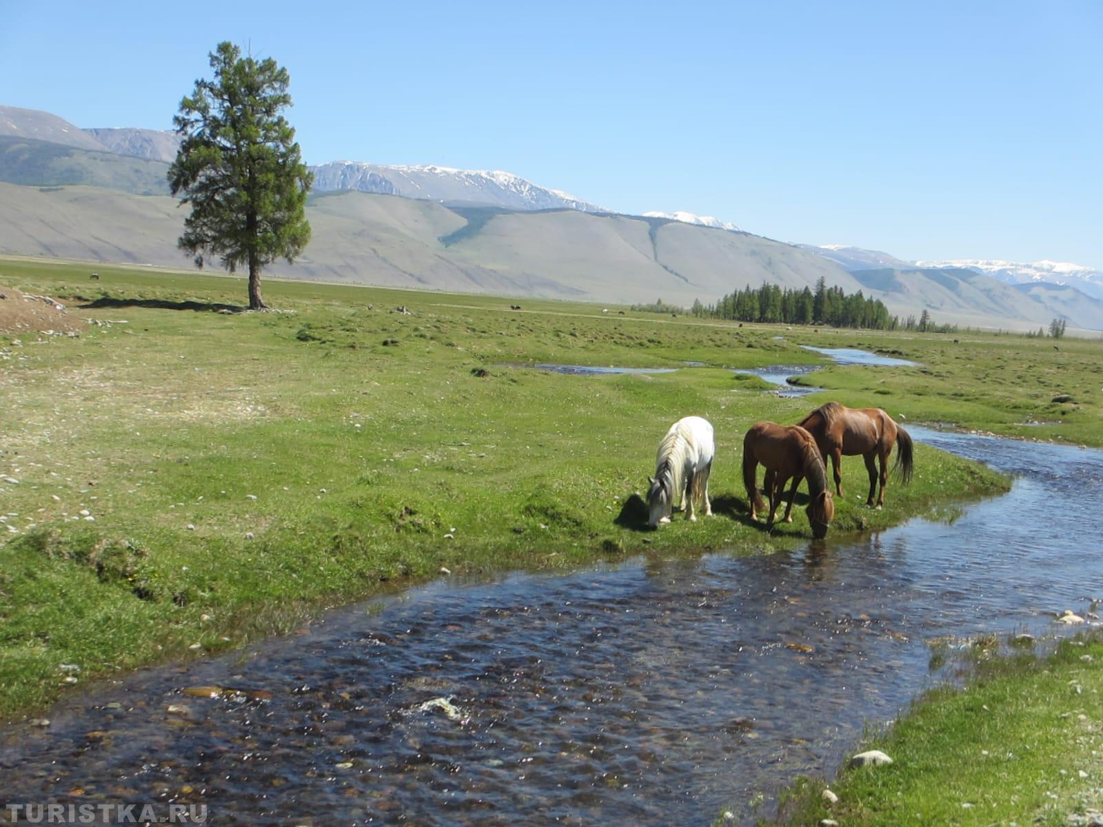 День Республики Алтай