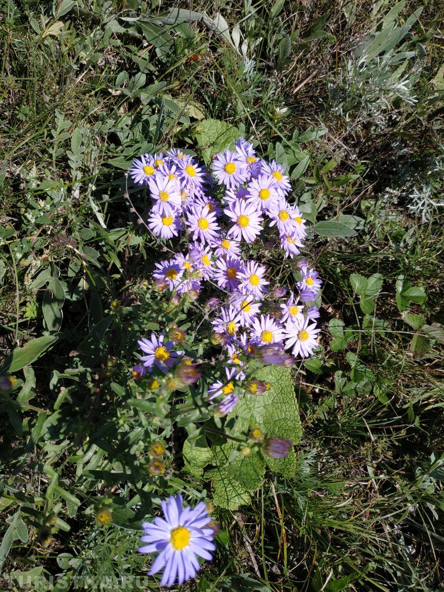 Астра Альпийская на Алтае