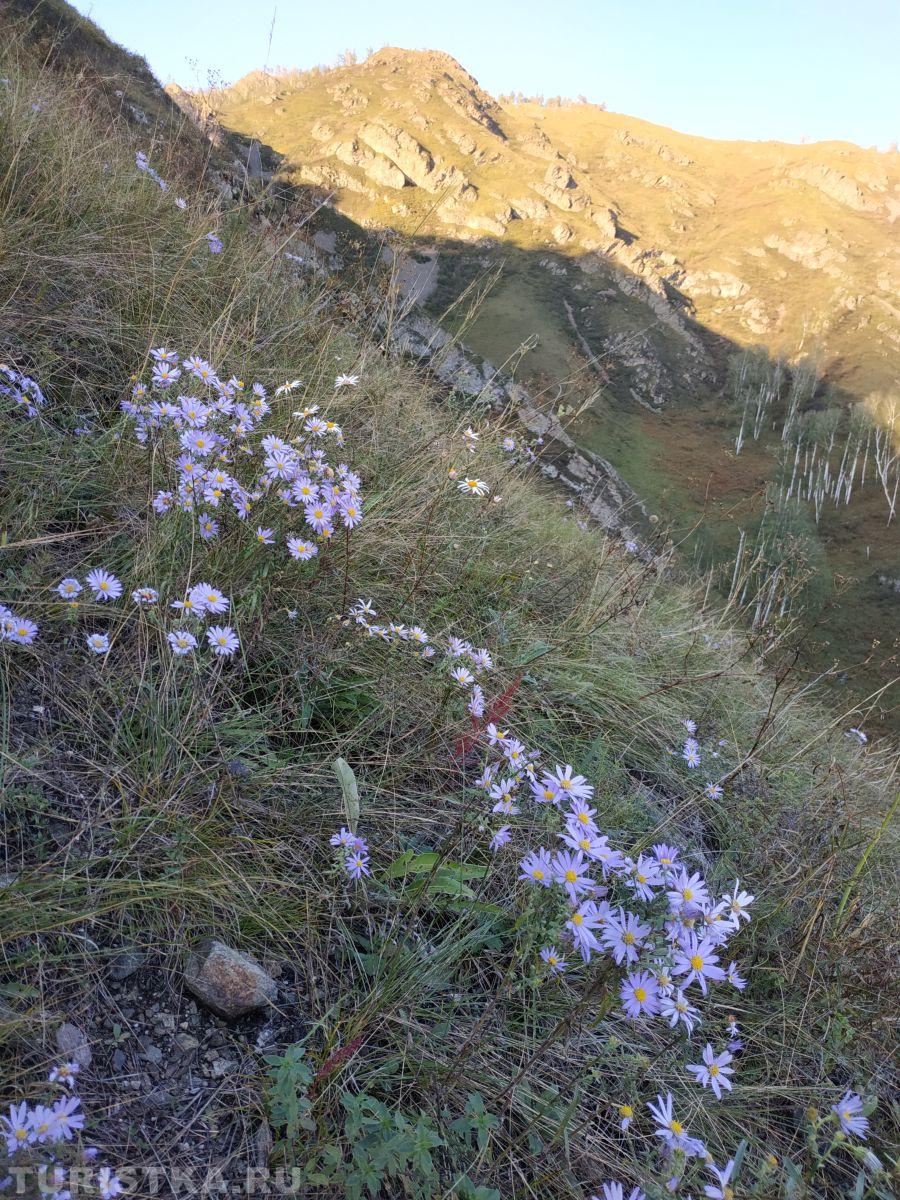 Астра Альпийская на Алтае