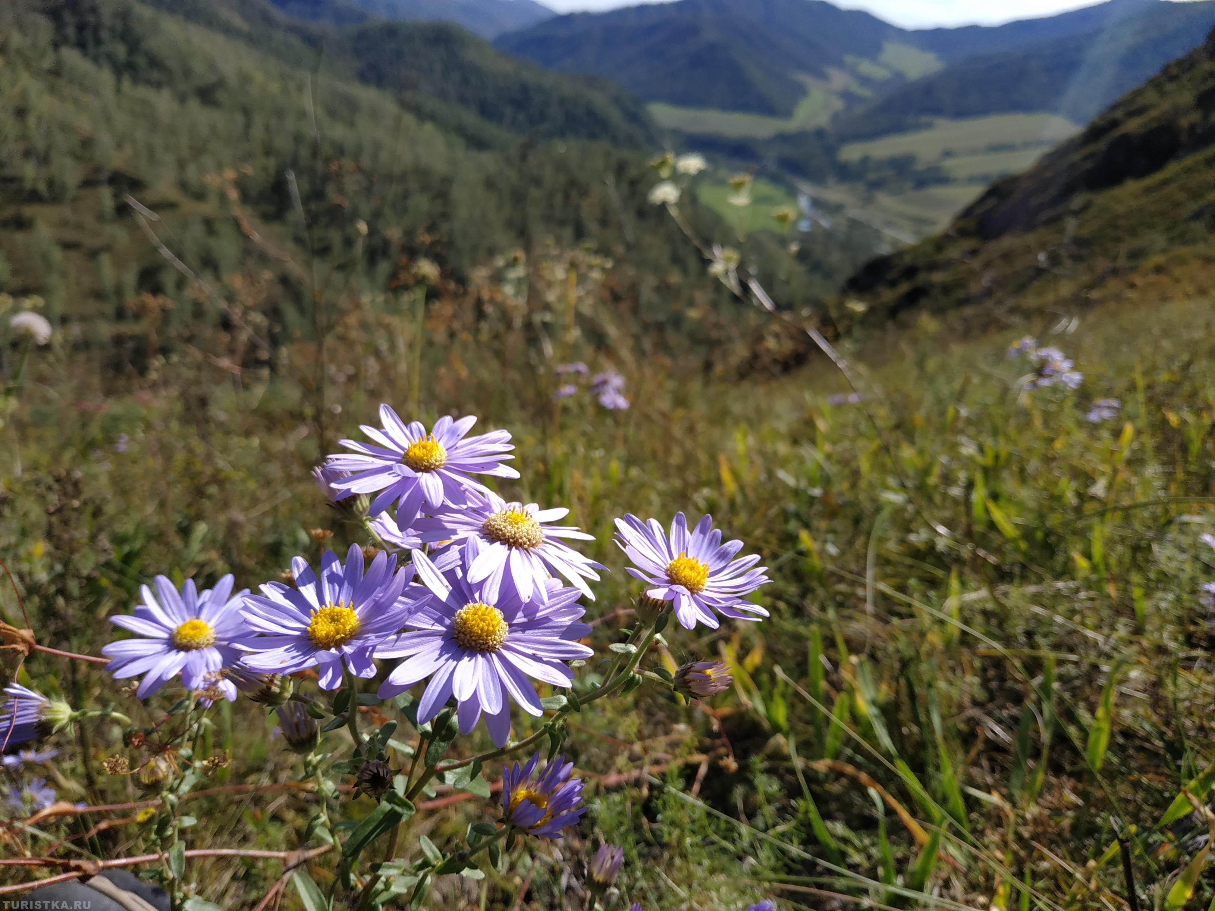 Астра Альпийская на Алтае