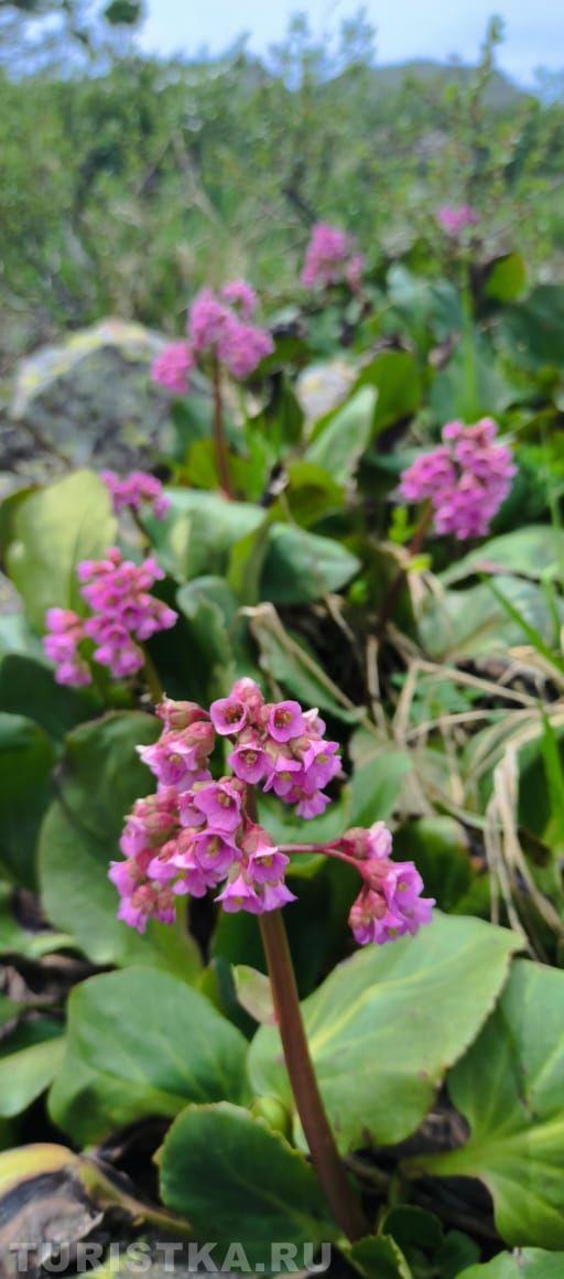 Цветущий бадан