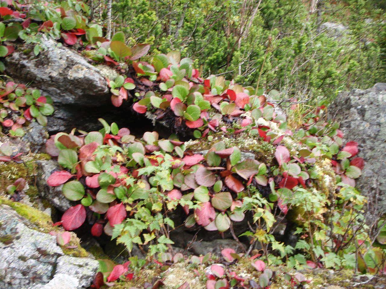 Бадан осенний