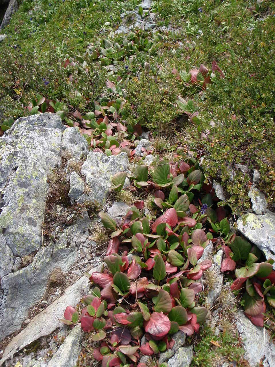 Алтай. Бадан