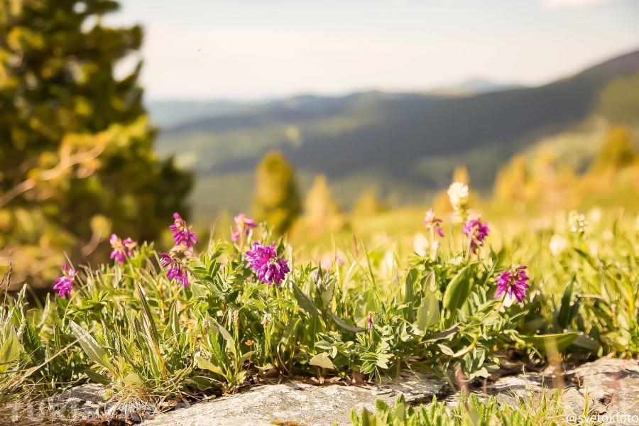 Цветы по маршруту на перевал Багаташ