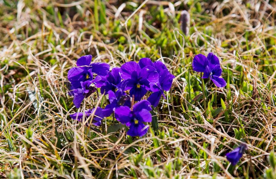 Алтайские фиалки на перевале Багаташ
