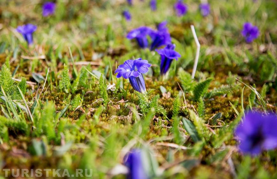 Алтайские цветы на перевале Багаташ