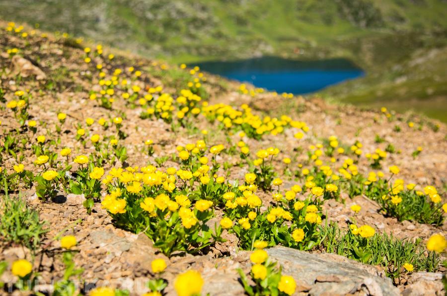 Цветы в районе Башталинского озера