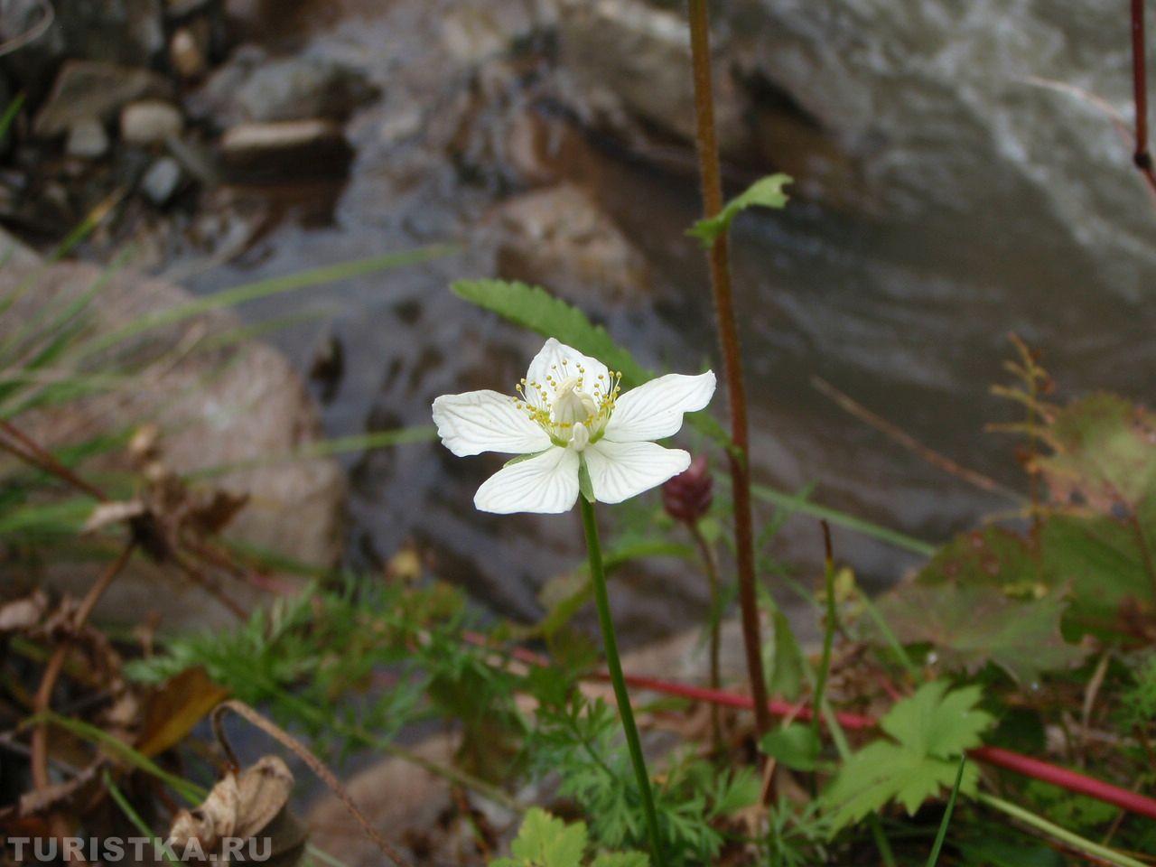 Белозор болотный на Алтае