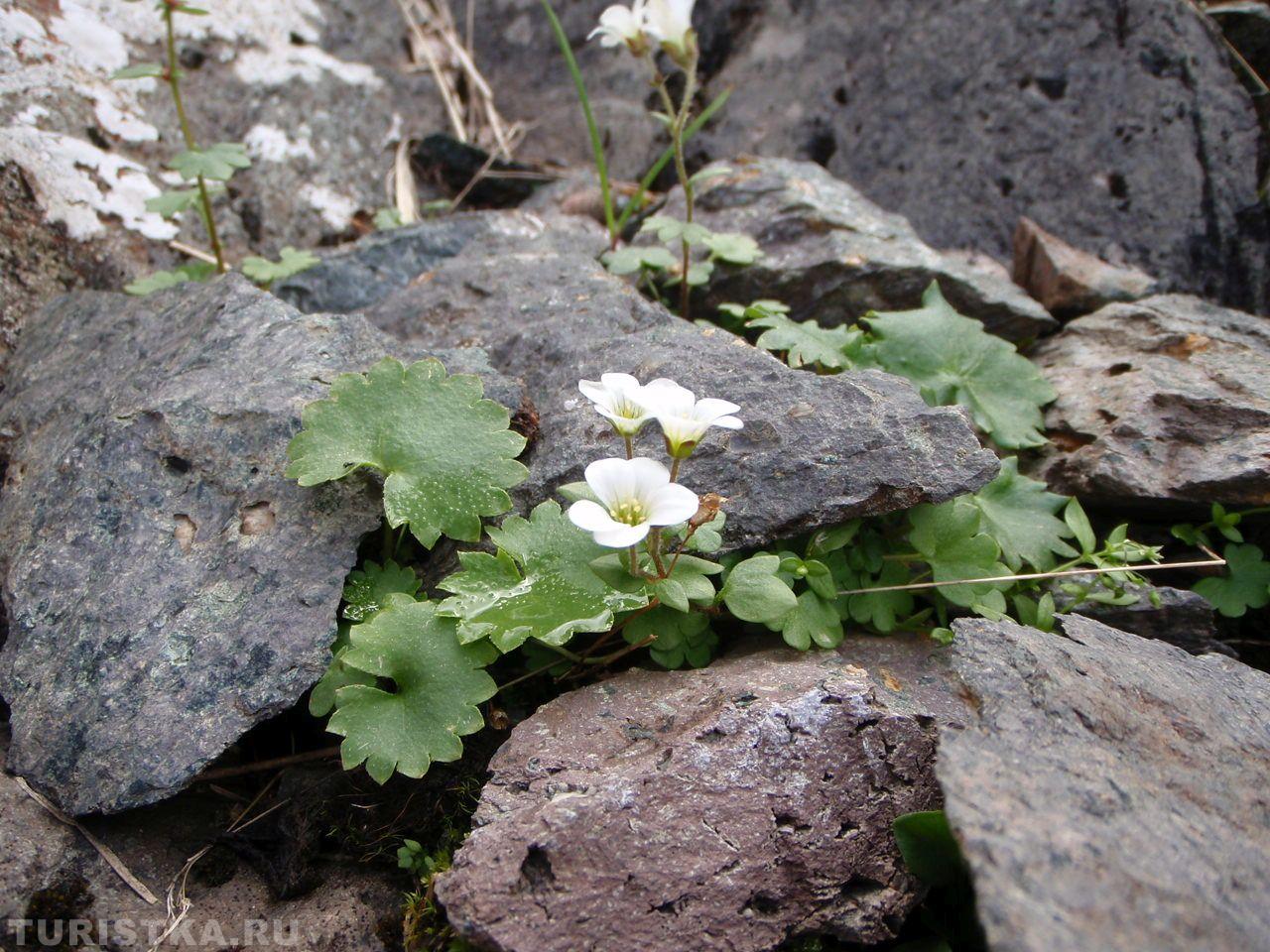 Камнеломка сибирская