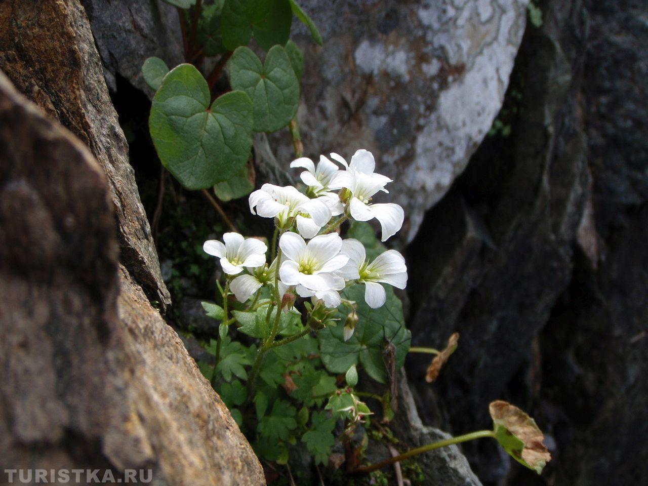 Камнеломка сибирская