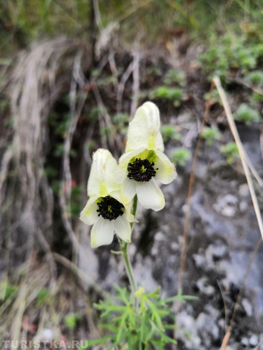 Борец противоядный