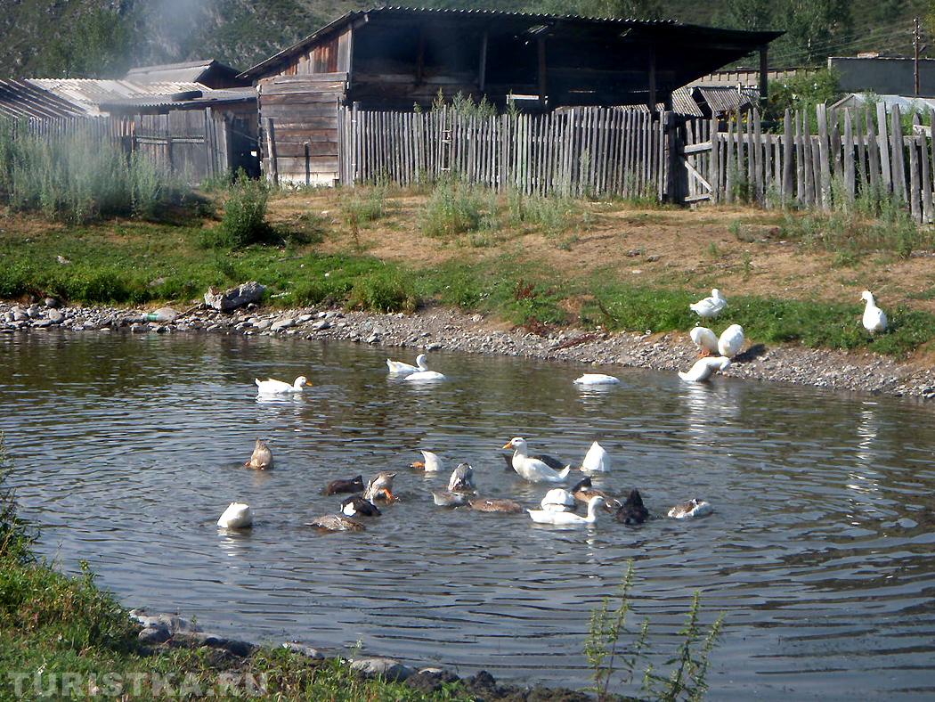 Село Чарышское
