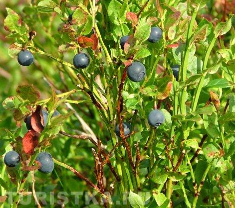 Черника на Алтае