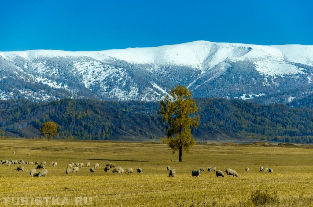 Автор: Четвергов Иван. "Ларикс под Камзой"