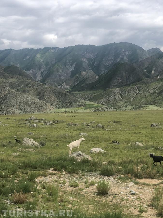 2. " Встретила бывшего". Онгудайский район Республика Алтай.