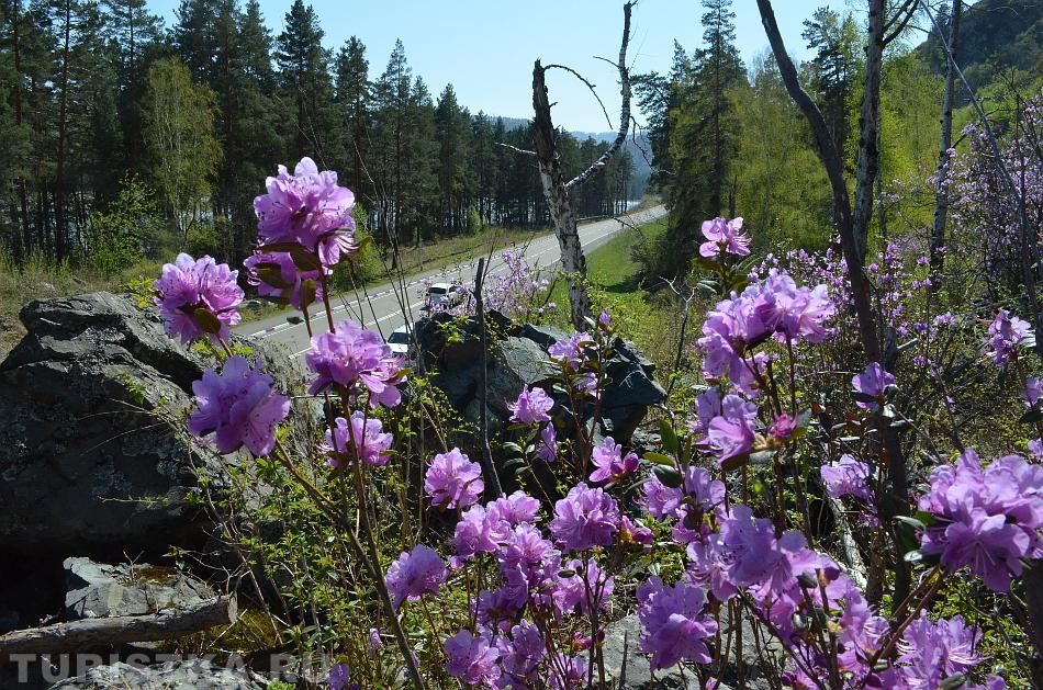 Цветущий маральник 