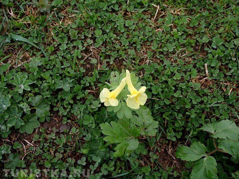 Цветы в районе Телецкого озера