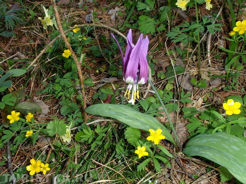 Цветы в районе Телецкого озера