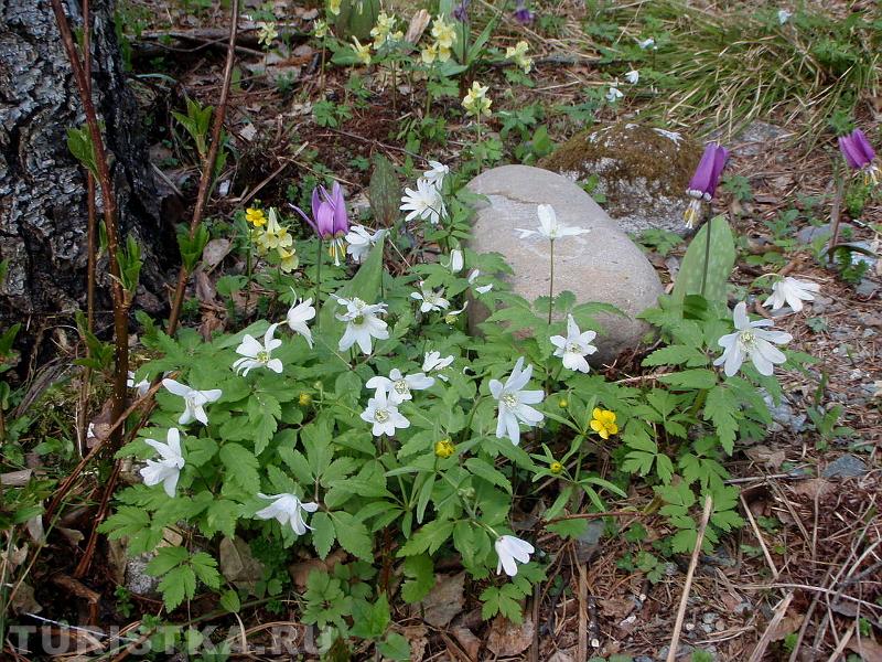 Цветы в районе Телецкого озера
