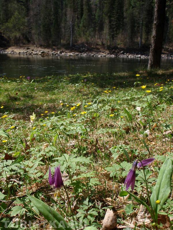 Цветы в районе реки Бия