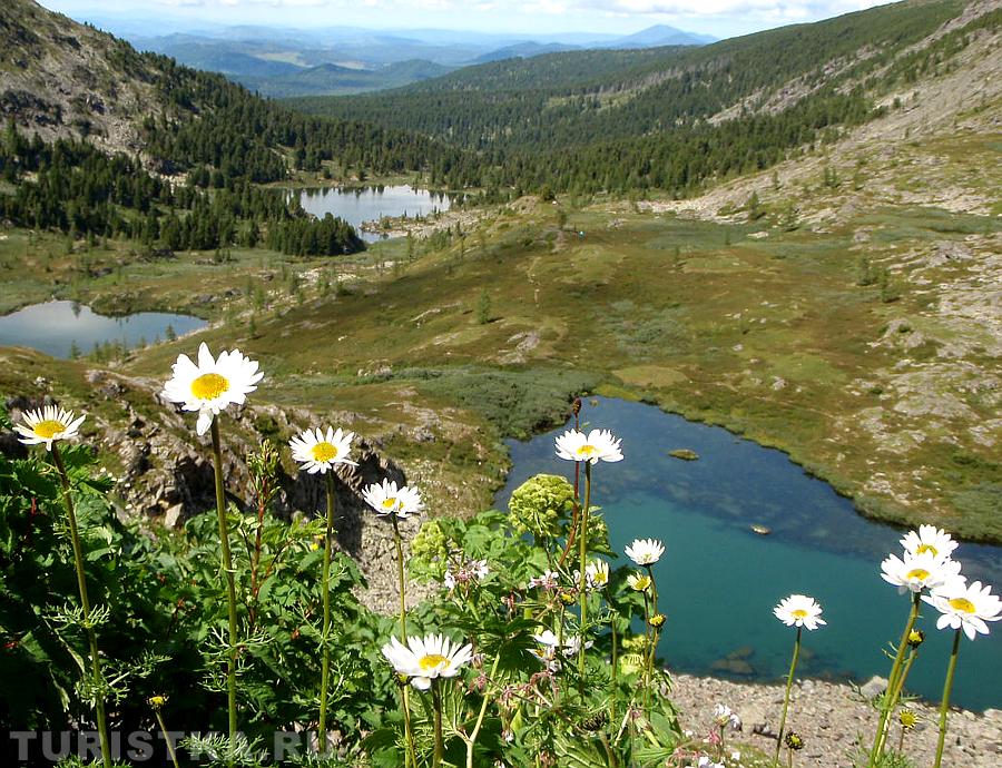 Цветы на Каракольских озерах
