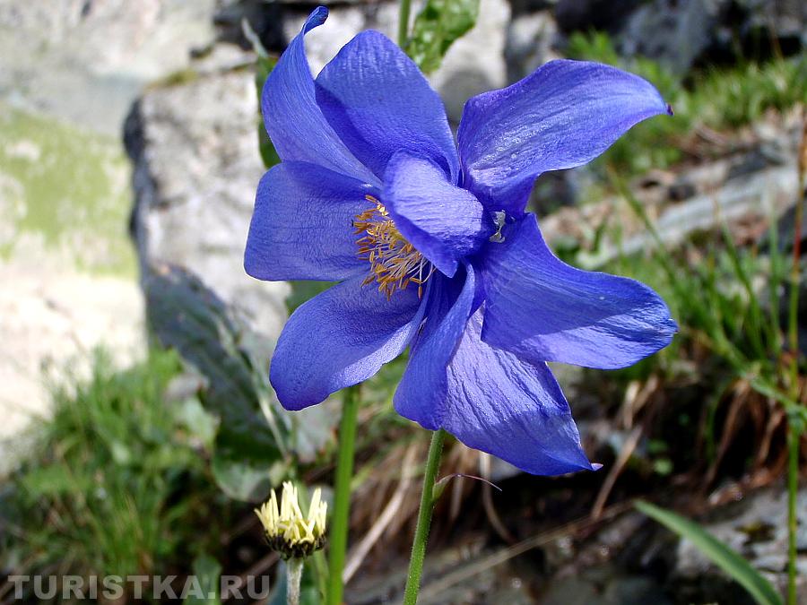 Водосборник на Каракольских озерах