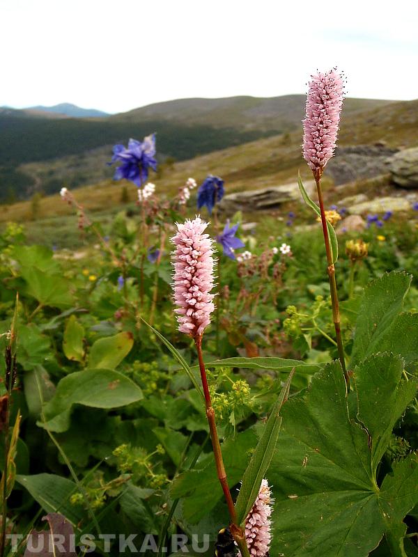 Цветы на Каракольских озерах