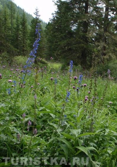 Дельфиниум (Живокость) на Алтае