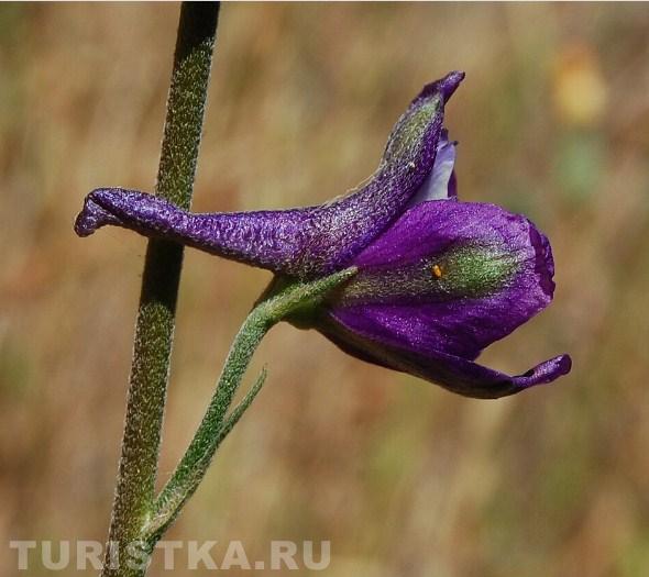 Цветок Живокости