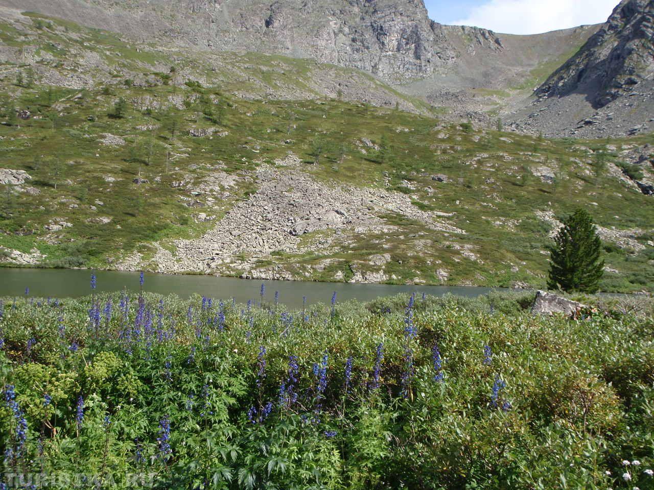 Живокость (Дельфиниум) на Алтае