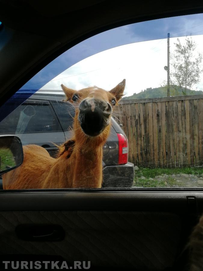 До Чемала подбросишь?