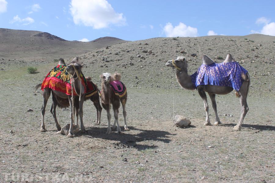 Праздники Алтая "День Животновода" Кош-Агачский район