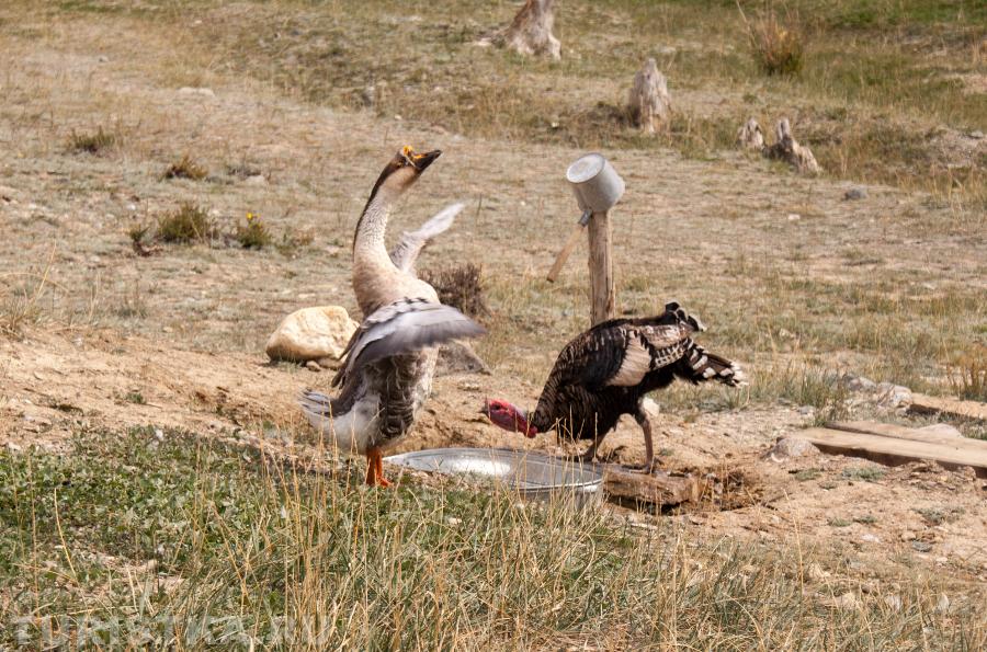 "Уж я к ней и так и эдак"